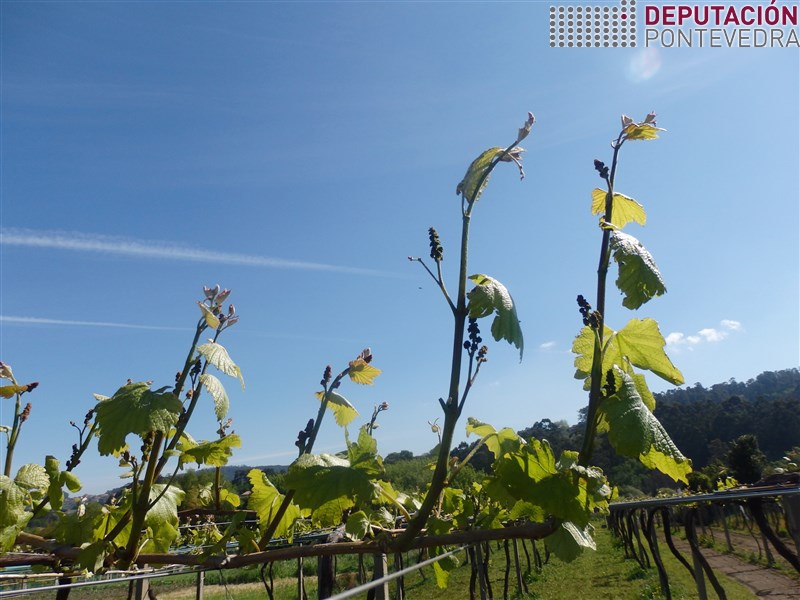 Vid - Grapevine - Vide >> 20190416_ En case todas as viñas xa hai gromos bastante desenvolvidos.jpg